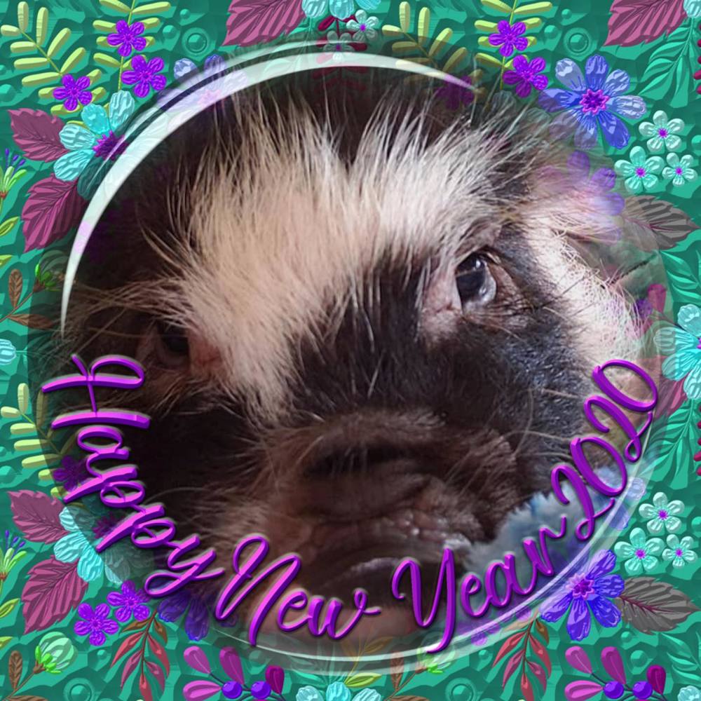 Meet your Posher, Jinnie